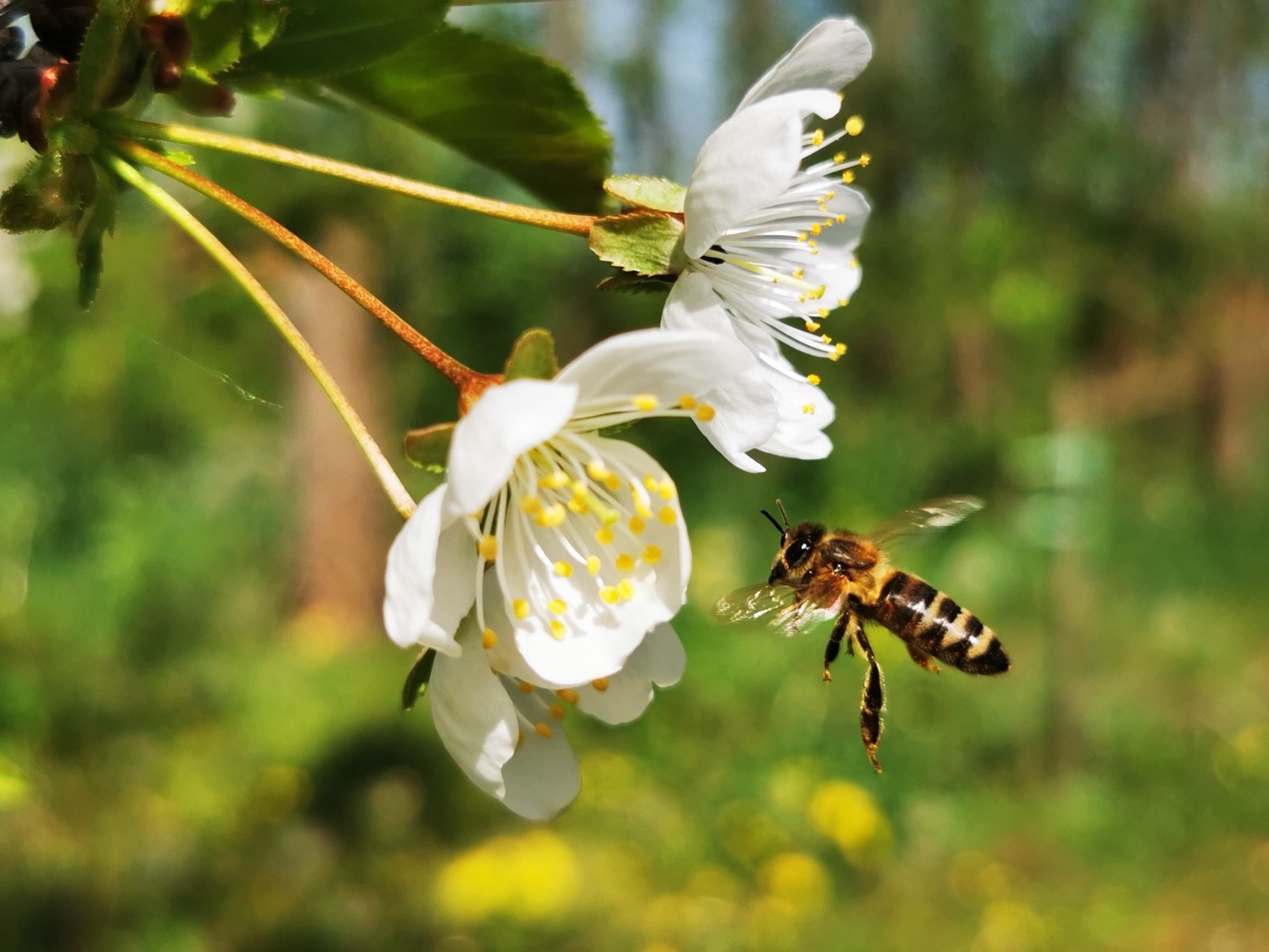 How Well Do You Know Bees? | Quiz Animals