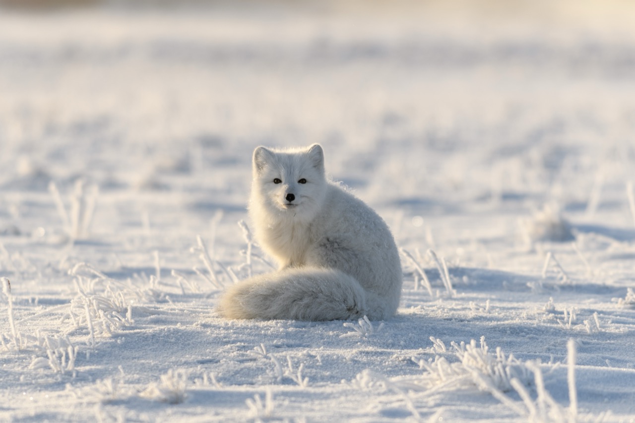 Arctic Fox Fun Facts Quiz | Quiz Animals