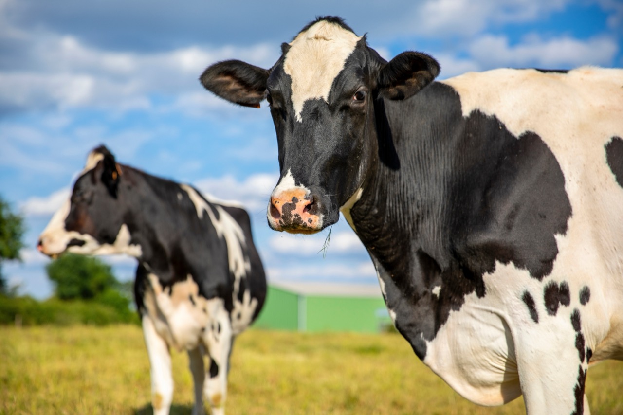 Udderly Fascinating The Ultimate Cow Trivia Quiz Quiz Animals